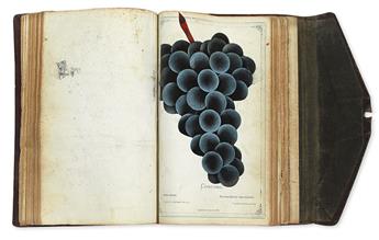 (BOTANICAL.) Dewey, D. M. The Nurserymens Pocket Specimen Book, Colored from Nature.